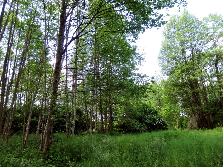 Działka Boruja Nowa