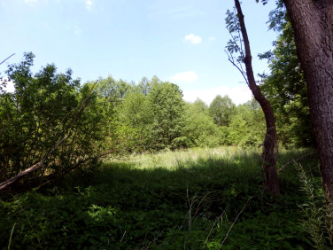 Działka siedliskowa Boruja Nowa