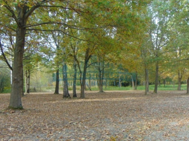 Działka budowlana Chojnów