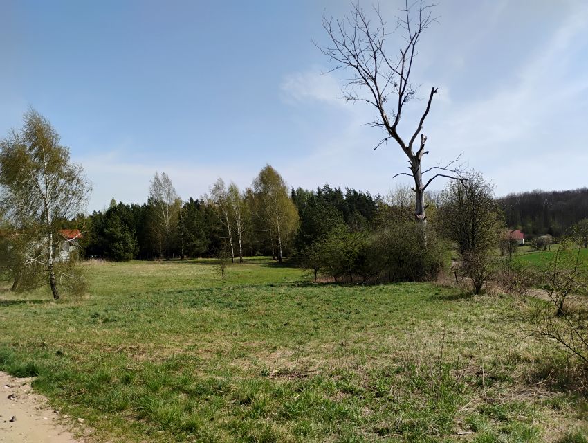 Działka przy lesie