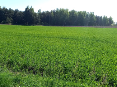 Działka budowlana Popielów sprzedam