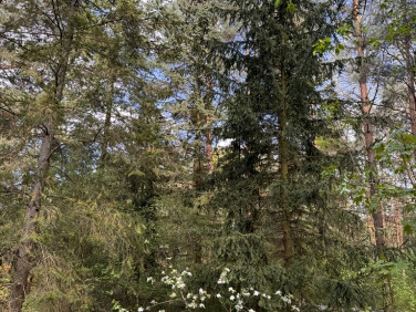 Działka budowlana Sikory