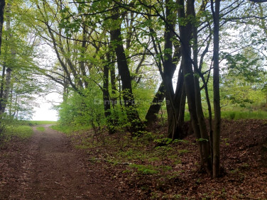 Działka leśna Rybnik
