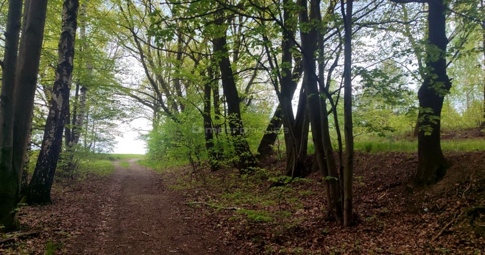 Działka leśna Rybnik