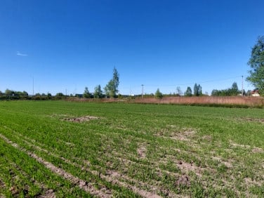 Działka przemysłowa Dybów-Kolonia wynajmę