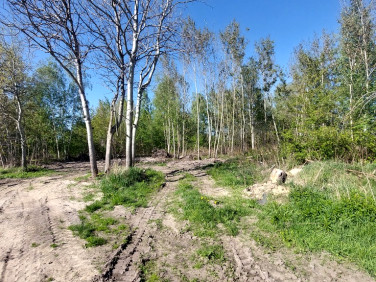 Działka inwestycyjna Dybów-Kolonia wynajmę