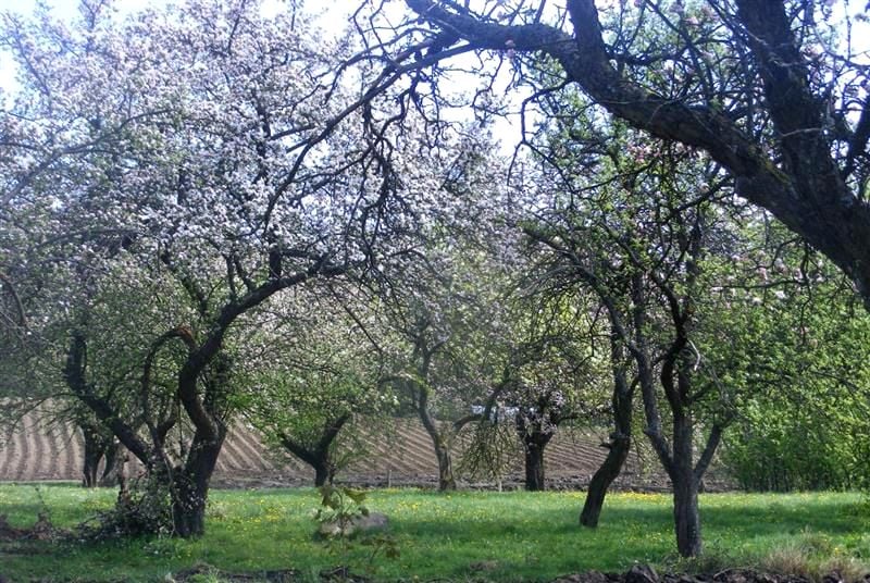 Działka inna Kolonia