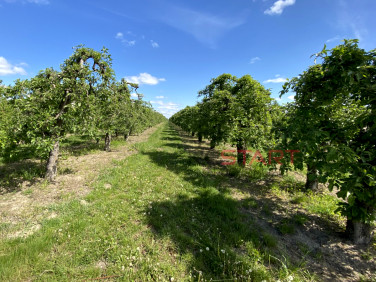 Działka Michrów