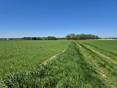 Działka rolna Pruchna