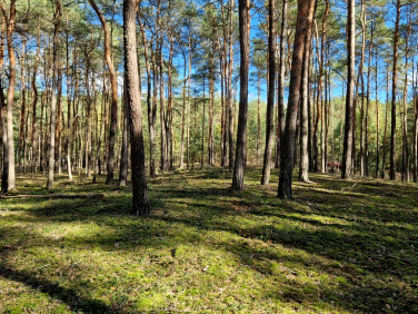 Działka leśna Myszakówek