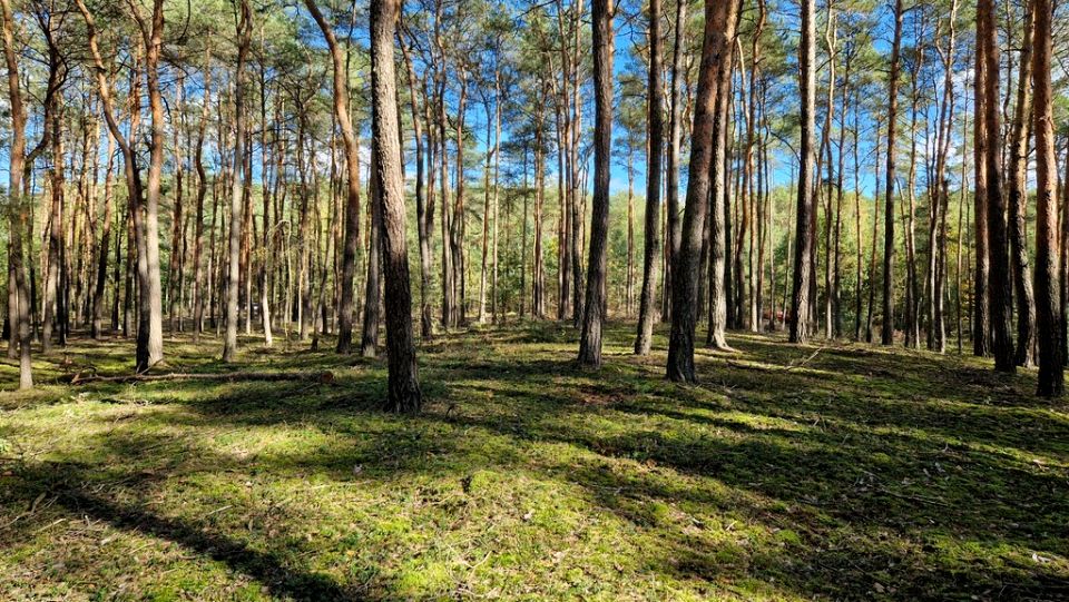 Działka leśna Myszakówek