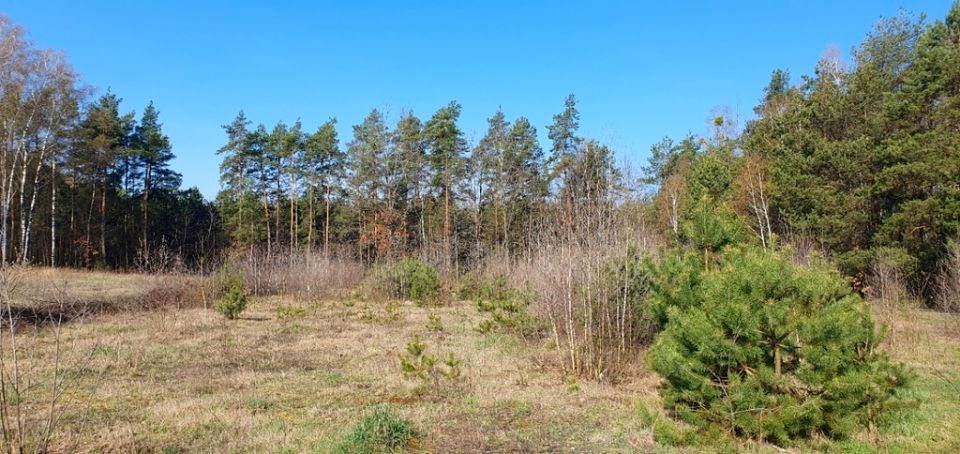 Działka budowlana Skrybicze