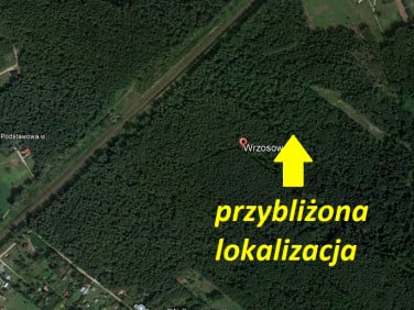 Działka leśna Niewodnica Kościelna sprzedam