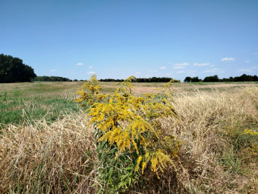 Działka Wieszowa