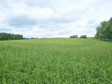 Działka budowlana Wałbrzych