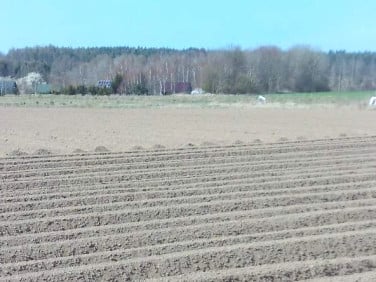 Działka siedliskowa Perlino