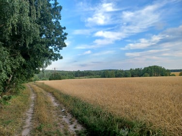 Działka rolna Krynki