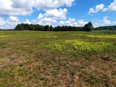 Działka rolna Krosno