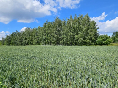 Działka budowlana Władysławów