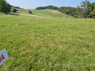 Zalesiona działka Pastewnik