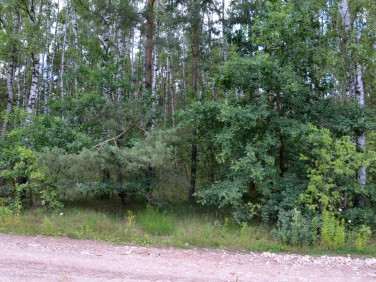 Działka leśna Boginia
