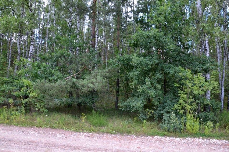 Działka leśna Boginia