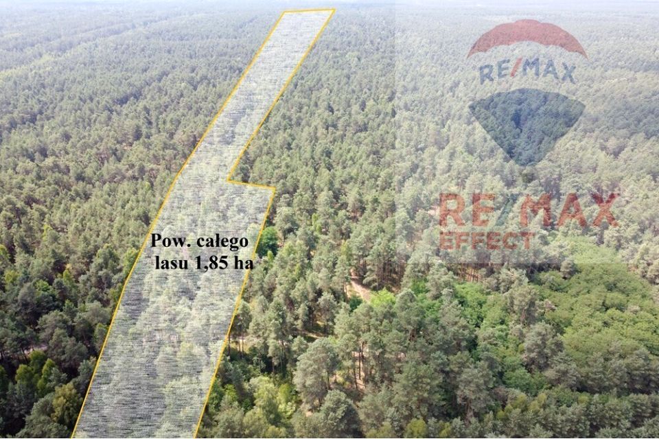 Działka leśna Krzyżanówka