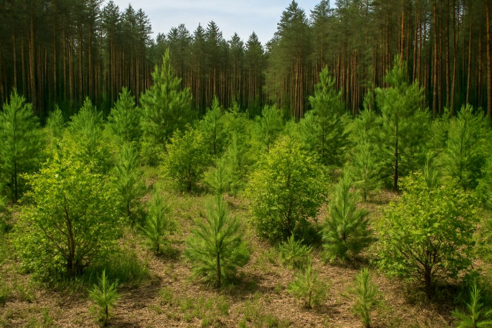 Działka leśna Guty-Bujno