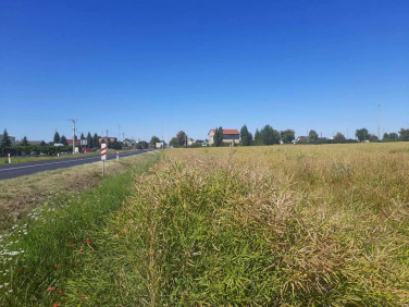 Działka inwestycyjna Kuczynka