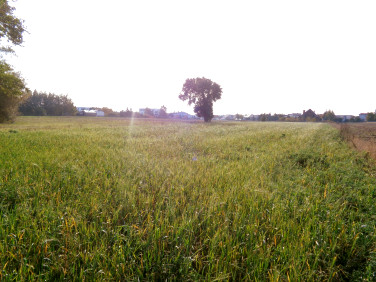 Działka budowlana Ślesin sprzedam