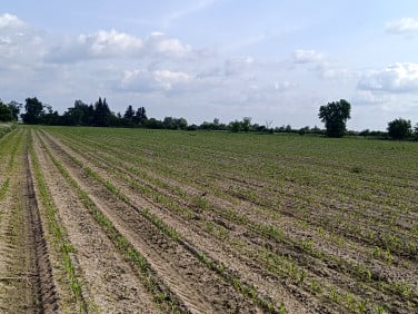 Działka rekreacyjna Bronisławów sprzedam
