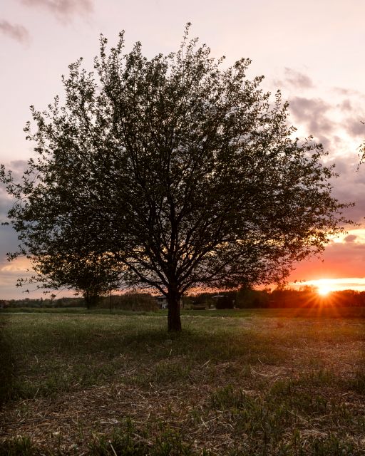 Działka Bogdaszowice