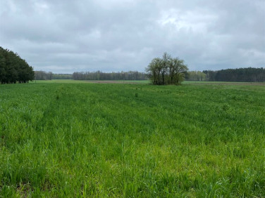 Działka budowlana Wrzeszczewice