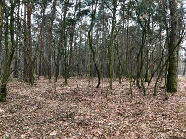 Działka leśna Konstantynów Łódzki