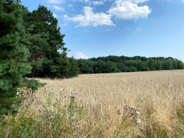 Działka rolna Aleksandrów Łódzki