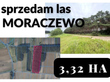 Działka leśna Rydzyna