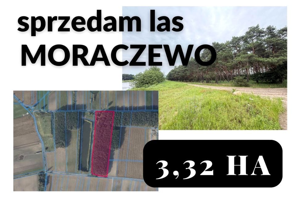 Działka leśna Rydzyna