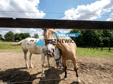 Lokal Goszyn