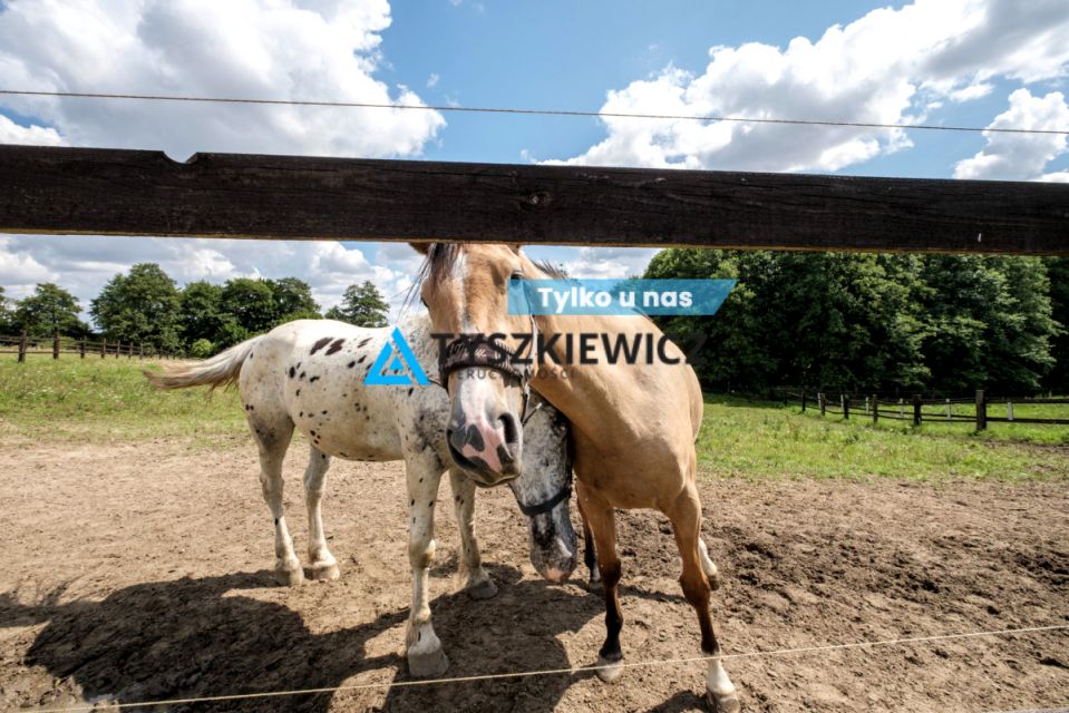 Lokal Goszyn