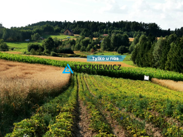 Działka rolna Sikorzyno