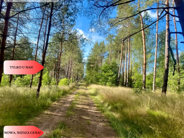 Działka przy lesie