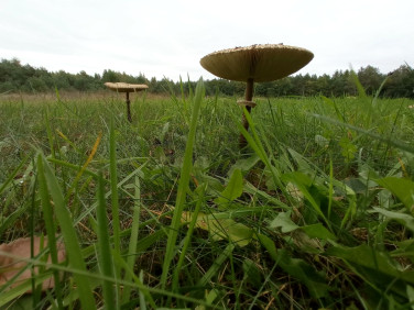 Działka budowlana Koźle
