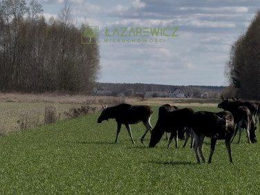 Działka rolna Dobrzyniec