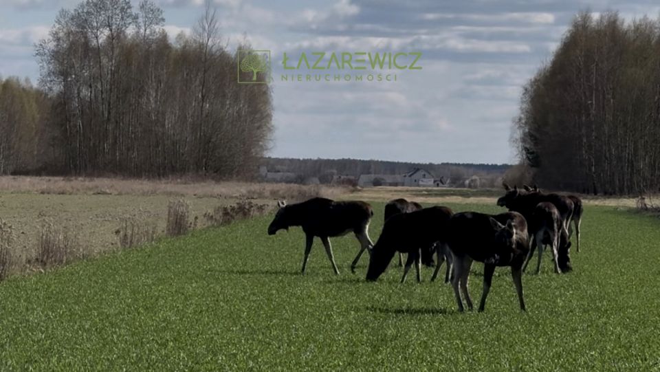 Działka rolna Dobrzyniec
