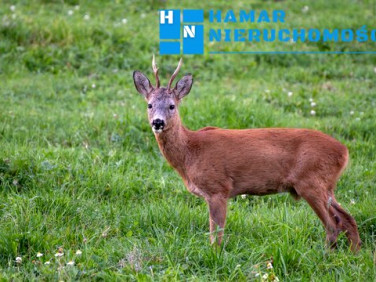 Działka budowlana Marianów