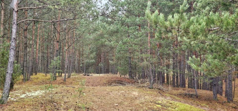 Działka leśna Dobrodzień