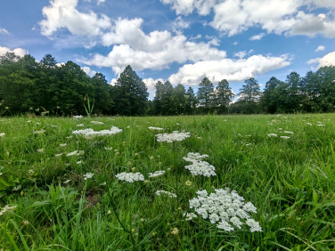 Działka Pąchy