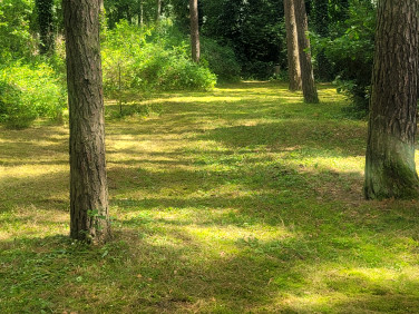Działka rekreacyjna topolina