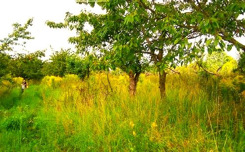 Działka budowlana Gorzów Wielkopolski