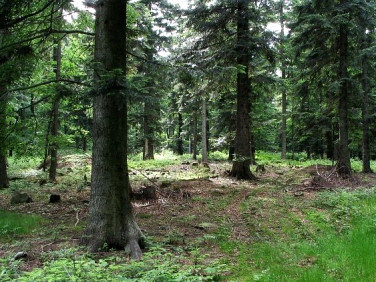 Działka budowlana Szymanów sprzedam